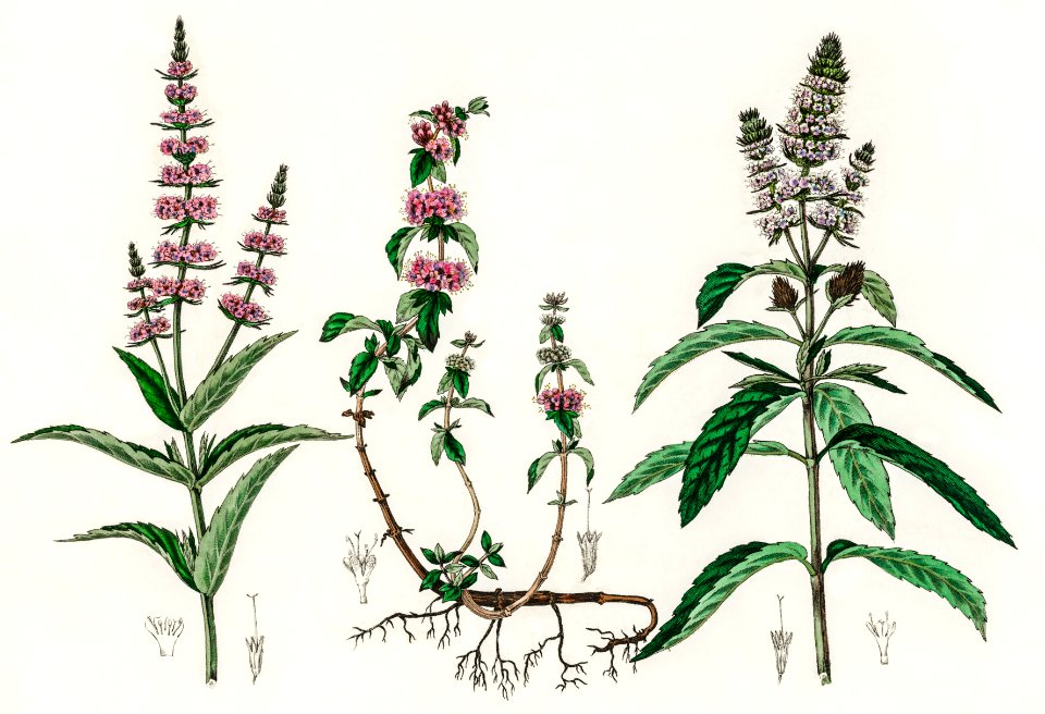 Pennyroyal (Mentha pulegium) illustration from Medical Botany (1836) by John Stephenson and James Morss Churchill.
