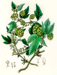 Hop (Humulus lupulus) illustration from Medical Botany (1836) by John Stephenson and James Morss Churchill.