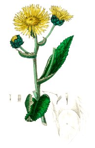 Elecampane (Inula helenium) illustration from Medical Botany (1836) by John Stephenson and James Morss Churchill.. Free illustration for personal and commercial use.