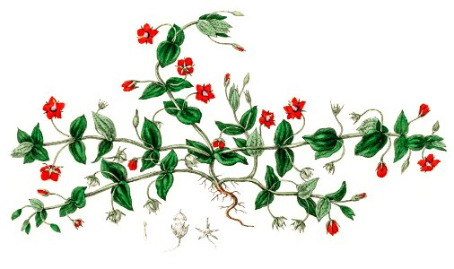 Scarlet pimpernel (Anagallis arvensis) illustration from Medical Botany (1836) by John Stephenson and James Morss Churchill.. Free illustration for personal and commercial use.