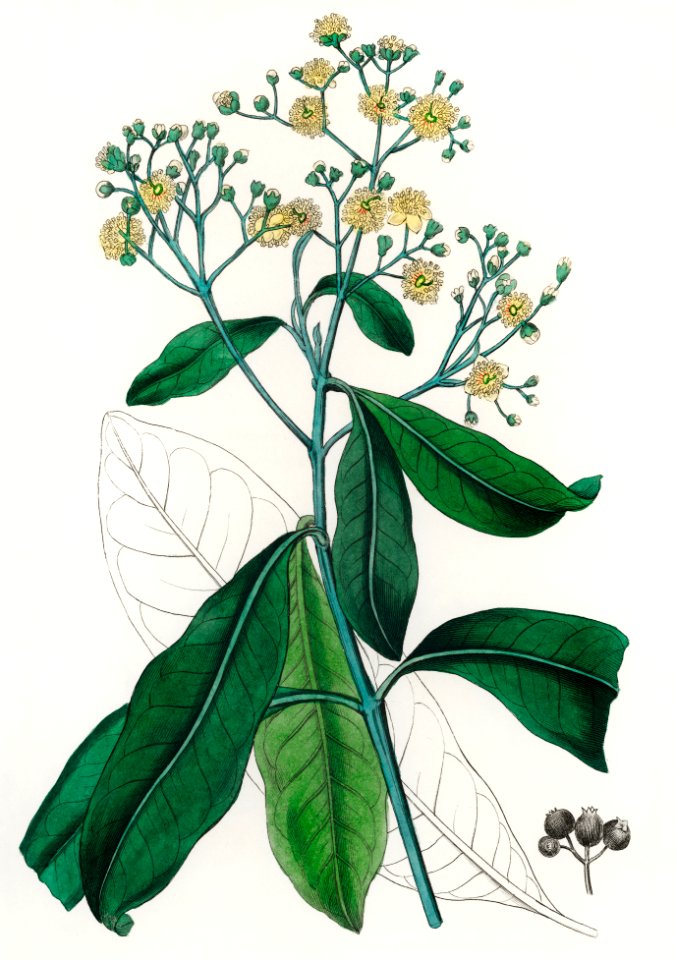 Allspice (Myrtus pimenta) illustration from Medical Botany (1836) by John Stephenson and James Morss Churchill.