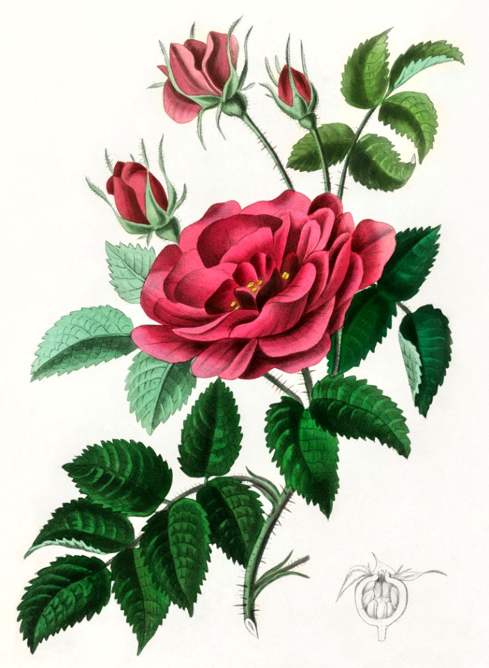 French rose (Rosa gallica) illustration from Medical Botany (1836) by John Stephenson and James Morss Churchill.