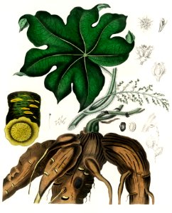Moonseed (Cocculus palmatus) illustration from Medical Botany (1836) by John Stephenson and James Morss Churchill.. Free illustration for personal and commercial use.