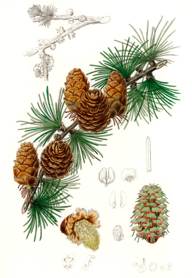 Linus larix illustration from Medical Botany (1836) by John Stephenson and James Morss Churchill.