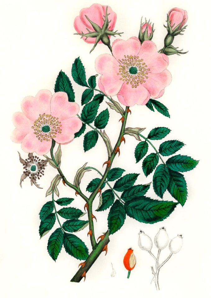 Dog rose (Rosa caninal) illustration from Medical Botany (1836) by John Stephenson and James Morss Churchill.