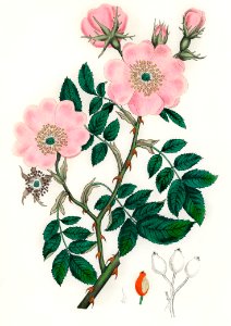 Dog rose (Rosa caninal) illustration from Medical Botany (1836) by John Stephenson and James Morss Churchill.. Free illustration for personal and commercial use.