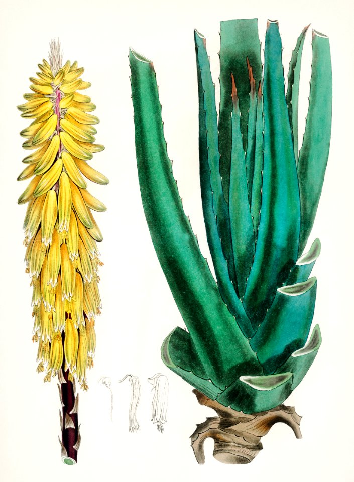 Aloe vulgaris illustration from Medical Botany (1836) by John Stephenson and James Morss Churchill.
