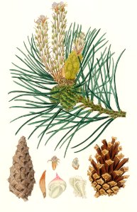 Scots pine (Pinus sylvestris) illustration from Medical Botany (1836) by John Stephenson and James Morss Churchill.