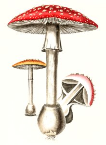 Amanita muscaria illustration from Medical Botany (1836) by John Stephenson and James Morss Churchill.. Free illustration for personal and commercial use.