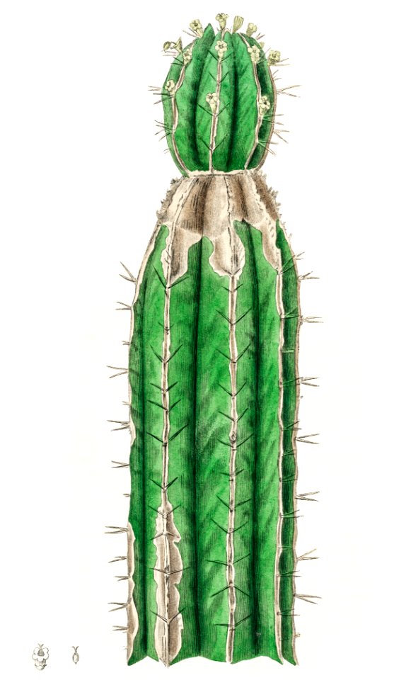 Euphorbia officinarum illustration from Medical Botany (1836) by John Stephenson and James Morss Churchill.