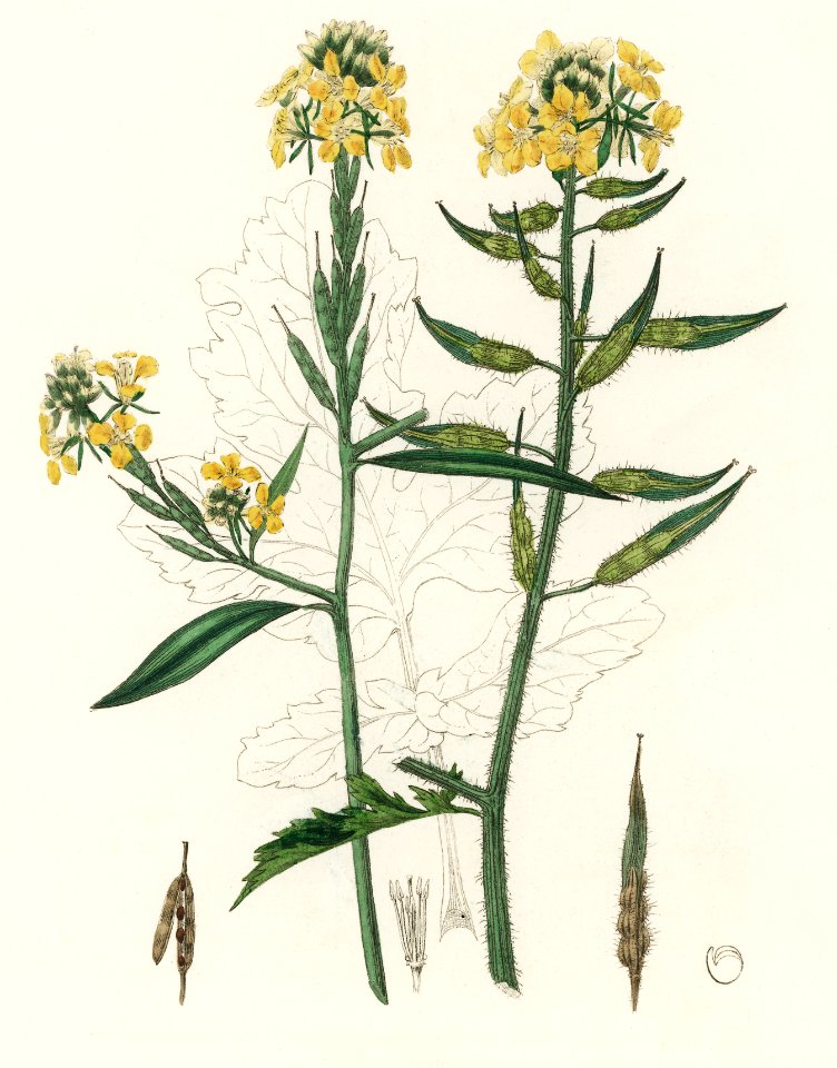 Mustard (Sinapis) illustration from Medical Botany (1836) by John Stephenson and James Morss Churchill.