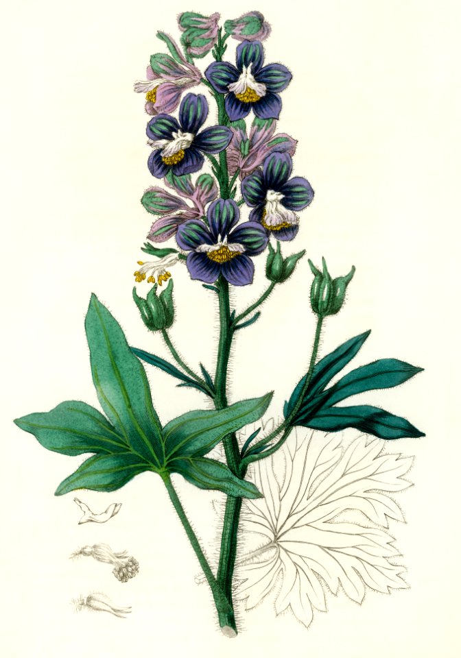 Delphinum staphisagria illustration from Medical Botany (1836) by John Stephenson and James Morss Churchill.