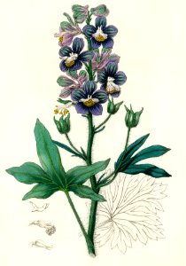 Delphinum staphisagria illustration from Medical Botany (1836) by John Stephenson and James Morss Churchill.. Free illustration for personal and commercial use.