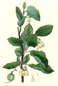 Styrax officinalis illustration from Medical Botany (1836) by John Stephenson and James Morss Churchill.. Free illustration for personal and commercial use.