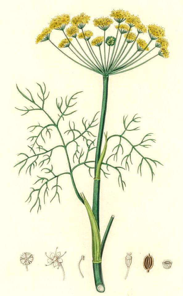 Dill (Anethum graveolens) illustration from Medical Botany (1836) by John Stephenson and James Morss Churchill.