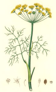 Dill (Anethum graveolens) illustration from Medical Botany (1836) by John Stephenson and James Morss Churchill.