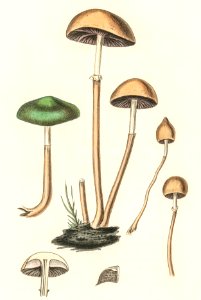 Agaricus semiglobatus illustration from Medical Botany (1836) by John Stephenson and James Morss Churchill.. Free illustration for personal and commercial use.