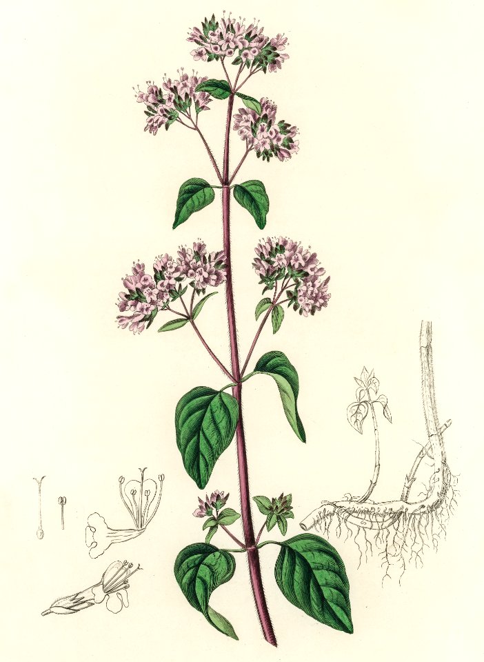 Oregano (Origanum vulgare) illustration from Medical Botany (1836) by John Stephenson and James Morss Churchill.