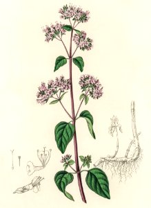 Oregano (Origanum vulgare) illustration from Medical Botany (1836) by John Stephenson and James Morss Churchill.