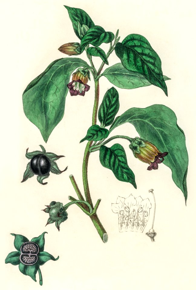 Deadly nightshade (Atropa belladonna) illustration from Medical Botany (1836) by John Stephenson and James Morss Churchill.
