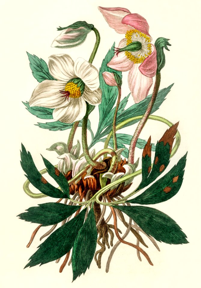 Christmas rose (Helleborus niger) illustration from Medical Botany (1836) by John Stephenson and James Morss Churchill.
