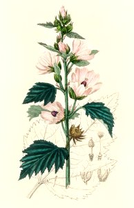 Common marshmallow (Althea officinalis) illustration from Medical Botany (1836) by John Stephenson and James Morss Churchill.