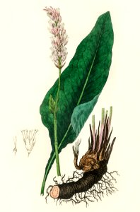 Bistort (Polygonum bistorta) illustration from Medical Botany (1836) by John Stephenson and James Morss Churchill.