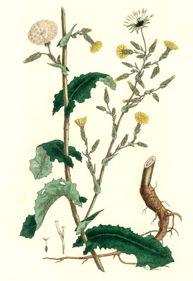 Wild lettuce (Lactuca virosa) illustration from Medical Botany (1836) by John Stephenson and James Morss Churchill.