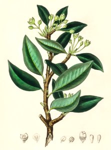 Wintera aromatica illustration from Medical Botany (1836) by John Stephenson and James Morss Churchill.