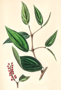 Piper cubeba illustration from Medical Botany (1836) by John Stephenson and James Morss Churchill.