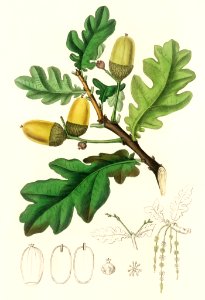 English oak (Quercus) robur illustration from Medical Botany (1836) by John Stephenson and James Morss Churchill.. Free illustration for personal and commercial use.