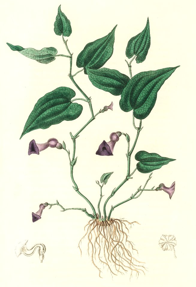 Virginia snakeroot (Aristolochia serpentaria) illustration from Medical Botany (1836) by John Stephenson and James Morss Churchill.