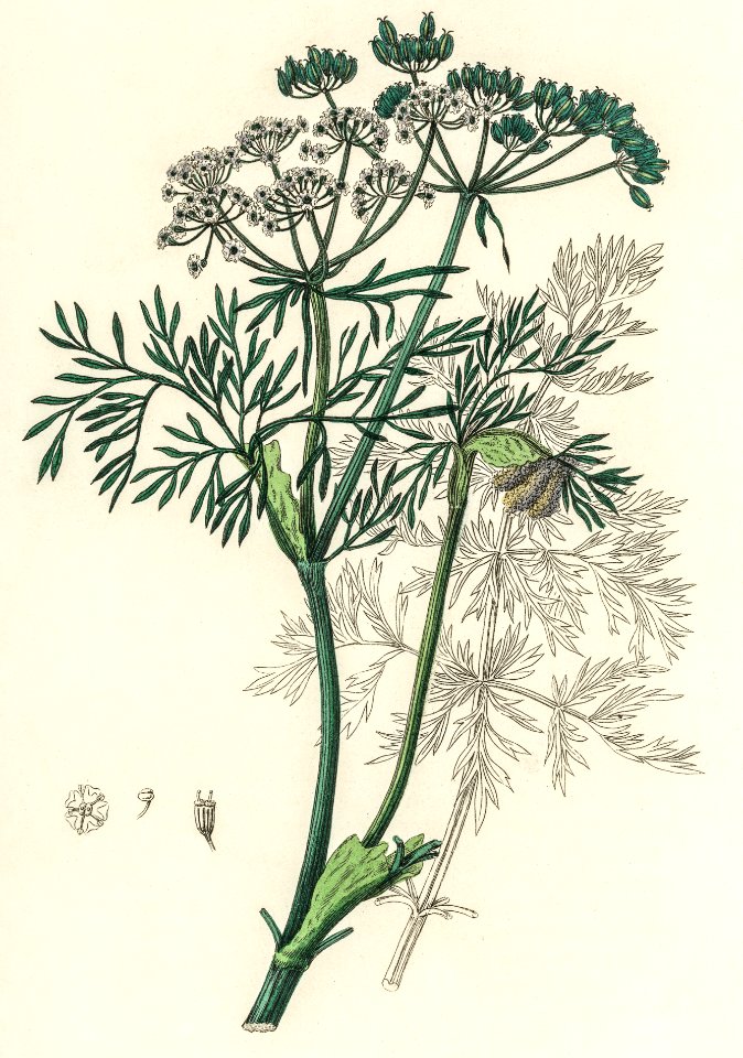 Caraway (Carum carui) illustration from Medical Botany (1836) by John Stephenson and James Morss Churchill.