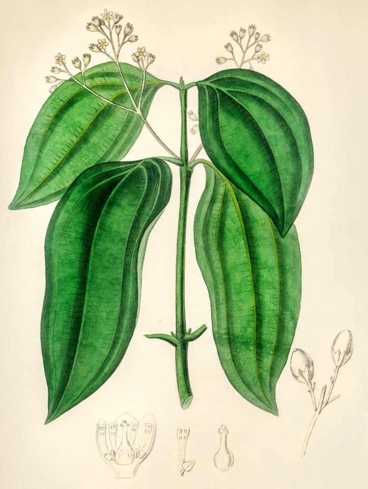 True cinnamon tree (Laurus cinnamomum) illustration from Medical Botany (1836) by John Stephenson and James Morss Churchill.
