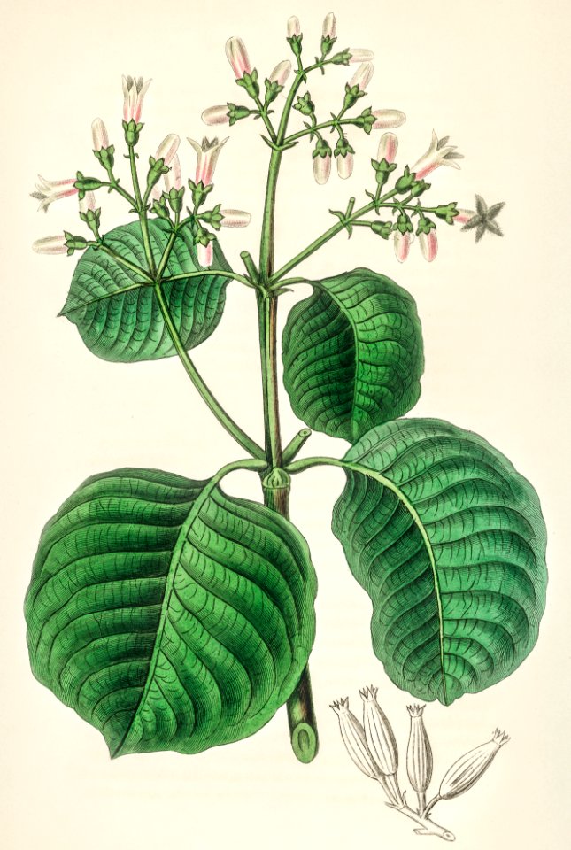Cartagena bark (cinchona cordifolia) illustration from Medical Botany (1836) by John Stephenson and James Morss Churchill.