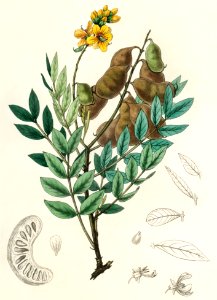 Cassia senna illustration from Medical Botany (1836) by John Stephenson and James Morss Churchill.. Free illustration for personal and commercial use.