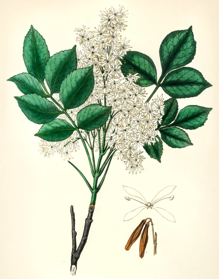 Manna ash (Fraxinus ornus) illustration from Medical Botany (1836) by John Stephenson and James Morss Churchill.