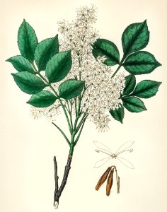 Manna ash (Fraxinus ornus) illustration from Medical Botany (1836) by John Stephenson and James Morss Churchill.