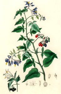 Bittersweet (Solanum dulcamara) illustration from Medical Botany (1836) by John Stephenson and James Morss Churchill.
