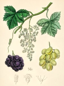 Common grape vine (Vitis vinifera) illustration from Medical Botany (1836) by John Stephenson and James Morss Churchill.. Free illustration for personal and commercial use.