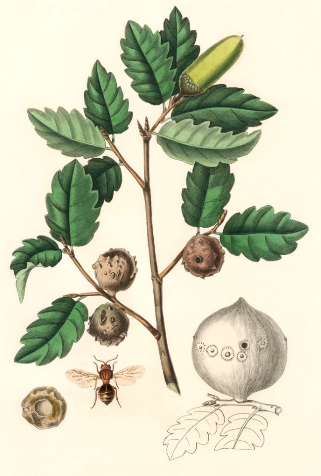 Aleppo oak (Luercus infectoria) illustration from Medical Botany (1836) by John Stephenson and James Morss Churchill.