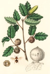 Aleppo oak (Luercus infectoria) illustration from Medical Botany (1836) by John Stephenson and James Morss Churchill.. Free illustration for personal and commercial use.