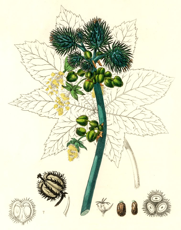 Castor oil plant (Ricinus communs) illustration from Medical Botany (1836) by John Stephenson and James Morss Churchill.