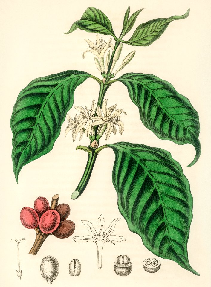Coffea arabica illustration from Medical Botany (1836) by John Stephenson and James Morss Churchill.