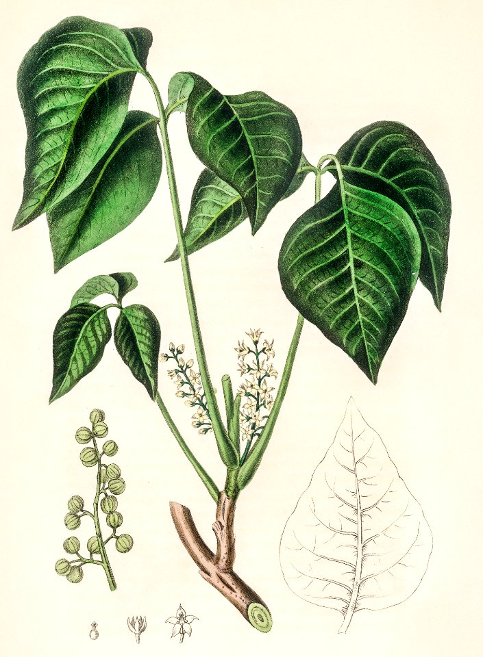 Poison ivy (Rhus toxicodendron) illustration from Medical Botany (1836) by John Stephenson and James Morss Churchill.