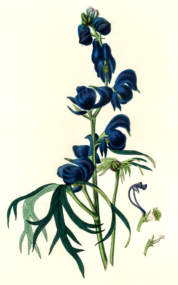 Monk's-hood (Aconitum napellus) illustration from Medical Botany (1836) by John Stephenson and James Morss Churchill.