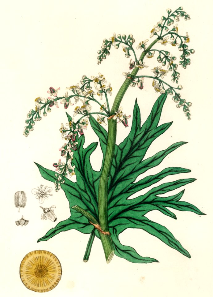 Chinese rhubarb (Rheum palmatum) illustration from Medical Botany (1836) by John Stephenson and James Morss Churchill.