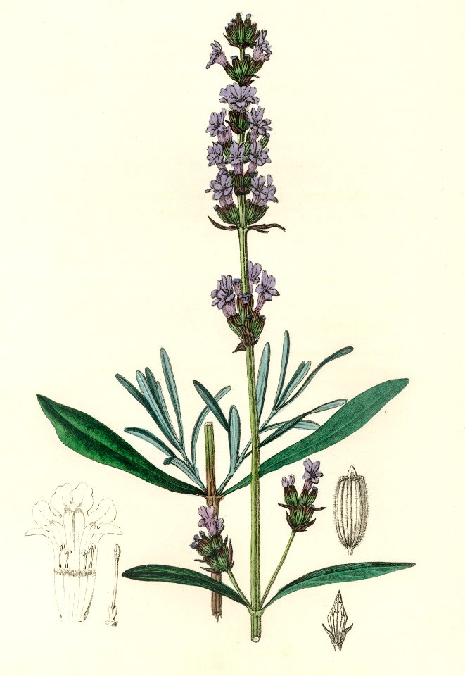 Lavender (Lavandula ipica) illustration from Medical Botany (1836) by John Stephenson and James Morss Churchill.
