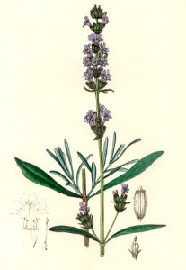 Lavender (Lavandula ipica) illustration from Medical Botany (1836) by John Stephenson and James Morss Churchill.. Free illustration for personal and commercial use.