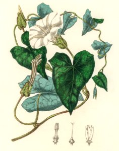 Bindweed (Convolvulus sepium) illustration from Medical Botany (1836) by John Stephenson and James Morss Churchill.. Free illustration for personal and commercial use.